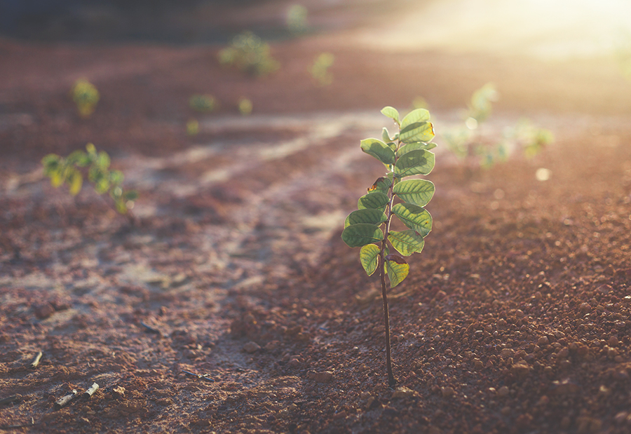 Bertumbuh di dalam&nbsp;Pilihan
